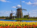 Windmills and flowers in Netherlands Royalty Free Stock Photo