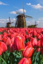 Windmills and flowers in Netherlands Royalty Free Stock Photo