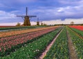 Windmills and flowers in Netherlands Royalty Free Stock Photo