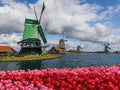 Windmills and flowers in Netherlands Royalty Free Stock Photo