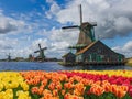 Windmills and flowers in Netherlands Royalty Free Stock Photo