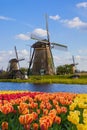 Windmills and flowers in Netherlands Royalty Free Stock Photo