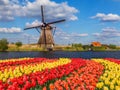 Windmills and flowers in Netherlands Royalty Free Stock Photo