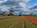 Windmills and flowers in Netherlands Royalty Free Stock Photo