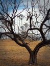 Windmills framed by tree branches Royalty Free Stock Photo