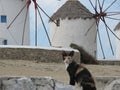 Windmills on the Greek Island of Mykonos Royalty Free Stock Photo