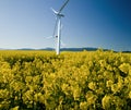 Windmills in a rape-seed field against a bright blue sky Royalty Free Stock Photo