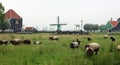 Traditional zaanse schans windmills and sheep in farms in The Netherlands. Unique beautiful and wild European city. Royalty Free Stock Photo