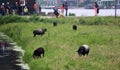 Traditional zaanse schans windmills and sheep in farms in The Netherlands. Unique beautiful and wild European city. Royalty Free Stock Photo