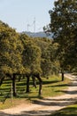 Windmills of the Sierra del Merengue wind farm seen between the tops of the holm oaks near Plasencia.