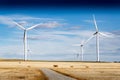 Windmills standing tall producing renewable energy on an agriculture field with cows Royalty Free Stock Photo