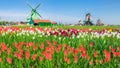 Windmills with tulips in ethnographic museum Zaanse Schans, Netherlands Royalty Free Stock Photo