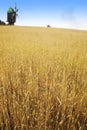 Windmils on wheat field Royalty Free Stock Photo