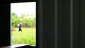 Window of an abandoned wooden hut frame the view to a green lush rice field early with farmers Royalty Free Stock Photo