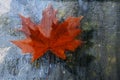 Window Autumn leafs rain drops Royalty Free Stock Photo