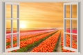 Window with beautiful spring tulips flowers garden in Netherlands.