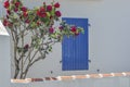 Window with blue shutters, roses flowers Royalty Free Stock Photo