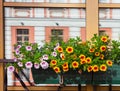 Window Box Flower Arrangement. St Petersburg. Royalty Free Stock Photo
