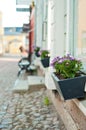 Window box or flower box with lilac or purple flowers in front of a shop window on a cobblestone street. Stairs to the store and a