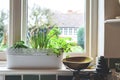 Window box with herb garden and spring bulbs growing in a home kitchen interior