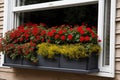 A window box overflowing with vibrant geraniums