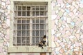 Window of city prison with bars, cat sitting Royalty Free Stock Photo