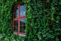 Window, Clambering, Glass - Material, Vegetable Garden, Window Frame