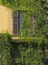 Window with climber plants.