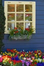 Window with colorful flowers in spring