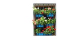 Window completely covered by flowerpots with Pelargonium isolated on white background, typical window decoration in Cordoba, Spain