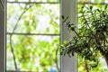 Window of country house in summer Royalty Free Stock Photo