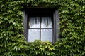 Window covered with green ivy Royalty Free Stock Photo