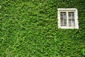 Window covered with green ivy Royalty Free Stock Photo