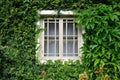 Window covered with green ivy Royalty Free Stock Photo