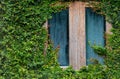 Window covered with ivy natural green leaf grass cover wall forest house concept Royalty Free Stock Photo