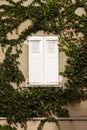 Window and creeper