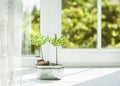 Window with curtains and flowers Royalty Free Stock Photo