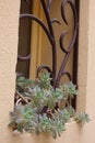 Window with curved forged iron bars and a potted succulent plant