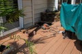 A window cut into brown wooden deck in order to repair a drainage problem under the deck. There are various power tools on the