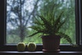 Window decorated with fern in flower pot and two yellow apples on rainy day Royalty Free Stock Photo