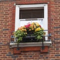 Window decorated with flowers, decorative greenery, typical view of the London street, London, United Kingdom. Royalty Free Stock Photo