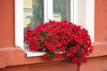 Window decorated with flowers, decorative greenery, typical view of the old city street Nizhny Novgorod, Russia Royalty Free Stock Photo