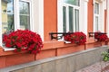 Window decorated with flowers, decorative greenery, typical view of the old city street Nizhny Novgorod, Russia Royalty Free Stock Photo