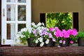 Window decorated with fresh flowers Royalty Free Stock Photo