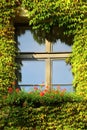 Window with dense woodbine cover on the wall Royalty Free Stock Photo