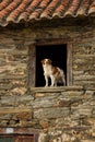 A Window Dog leaning wing House Royalty Free Stock Photo