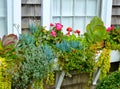 Window flower box filled with different succulents Royalty Free Stock Photo