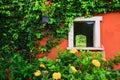 Window and the flower cover