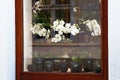 Window of a flower shop. White orchids in pots