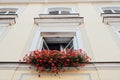 Window and flowerbox. Window decorated with red Geranium flowers. House wall with windows and flowers in flower boxes